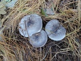 Tricholoma terreum image