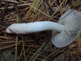 Tricholoma terreum image