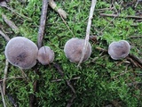 Tricholoma scalpturatum image