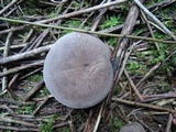 Tricholoma scalpturatum image