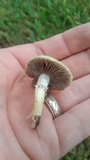Stropharia coronilla image
