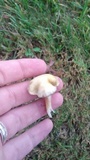 Stropharia coronilla image