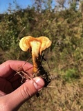 Ganoderma curtisii image