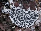 Lecidea tessellata image