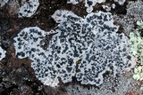 Lecidea tessellata image