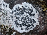 Lecidea tessellata image