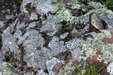 Lecidea tessellata image