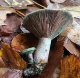 Lactarius paradoxus image