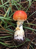 Amanita persicina image