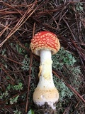 Amanita persicina image