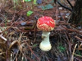 Amanita persicina image