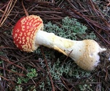 Amanita persicina image