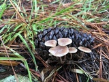 Baeospora myosura image