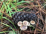 Baeospora myosura image