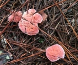 Hydnellum peckii image