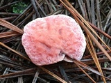 Hydnellum peckii image