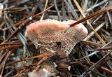 Hydnellum peckii image