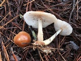 Rhodocollybia butyracea image