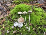 Mycena clavicularis image