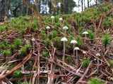 Mycena clavicularis image
