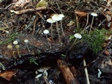 Mycena citrinomarginata image