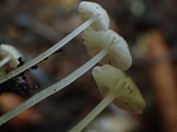 Mycena citrinomarginata image