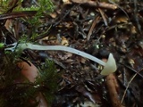 Mycena citrinomarginata image