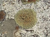 Lecanora garovaglii image