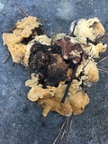Abortiporus biennis image