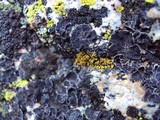 Umbilicaria proboscidea image