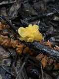 Naematelia aurantia image