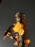 Naematelia aurantia image