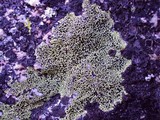 Rhizocarpon geographicum image