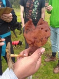 Gyromitra infula image