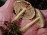 Gymnopus peronatus image