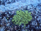 Rhizocarpon geographicum image
