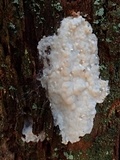Cinereomyces lindbladii image