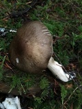 Ampulloclitocybe clavipes image