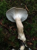 Ampulloclitocybe clavipes image