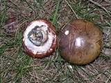 Suillus luteus image