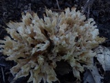 Sebacina schweinitzii image