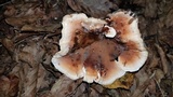 Abortiporus biennis image