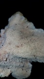 Abortiporus biennis image