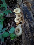 Chrysomphalina strombodes image