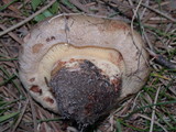 Paxillus involutus image