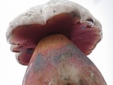 Rubroboletus satanas image