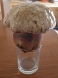 Rubroboletus satanas image