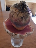 Rubroboletus satanas image