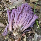 Clavaria zollingeri image