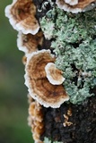 Trametes ochracea image